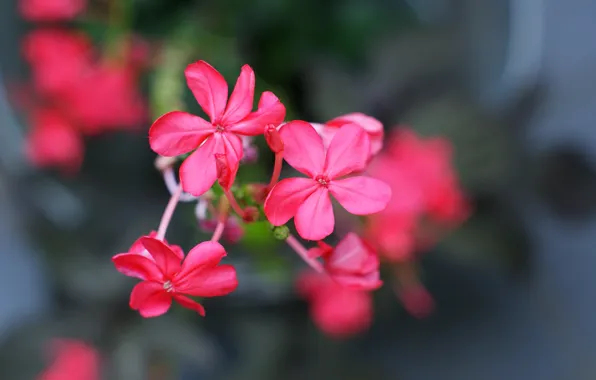 Picture macro, flowers, background, pink, widescreen, Wallpaper, blur, petals