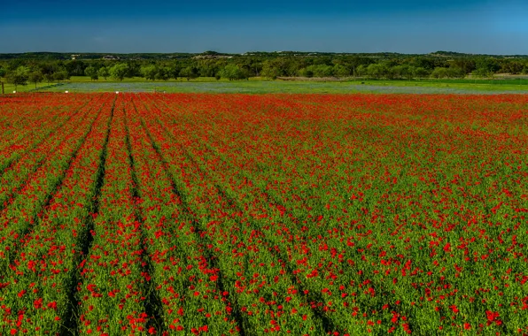 Picture field, flowers, red, Maki, Sunny