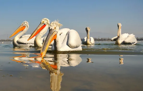 Water, birds, reflection, beak, Pelican