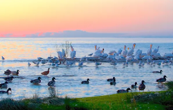 Birds, dawn, shore, duck, pack, morning, pond, a lot