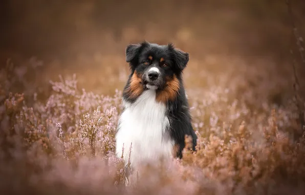 Picture look, flowers, pose, background, portrait, dog, sitting, bokeh