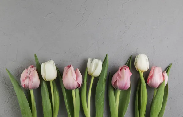 Flowers, tulips, pink, white, white, pink, flowers, beautiful