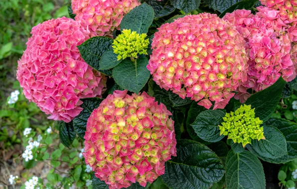 Picture leaves, macro, flowers, pink, flowering, the bushes, hydrangea