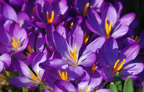 Macro, light, flowers, spring, petals, garden, purple, crocuses
