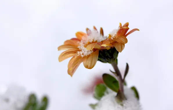 Picture flower, macro, snow, nature