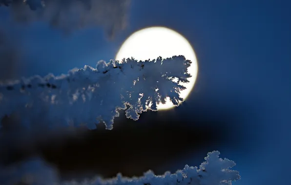 Picture snow, branches, the moon