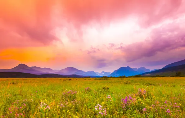 Field, grass, clouds, flowers, mountains, horizon, hill, pink sky