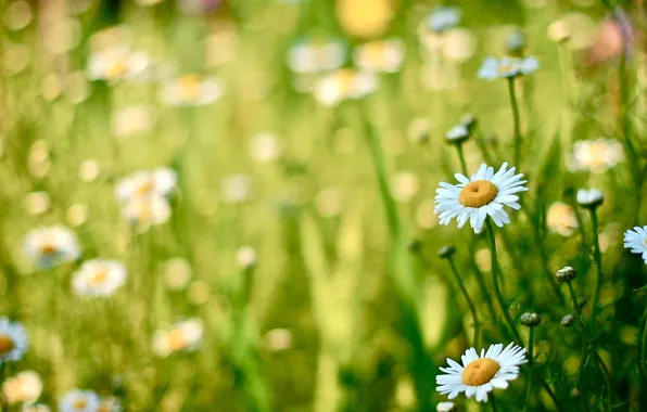Field, summer, chamomile