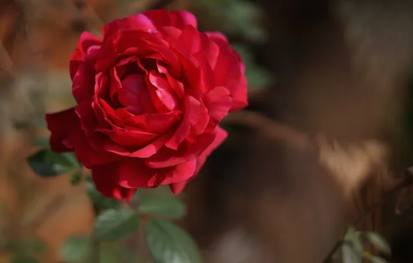 Flower, rose, petals, red