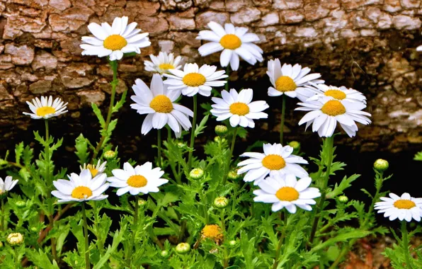 Picture flowers, background, widescreen, Wallpaper, chamomile, Daisy, beautiful, wallpaper