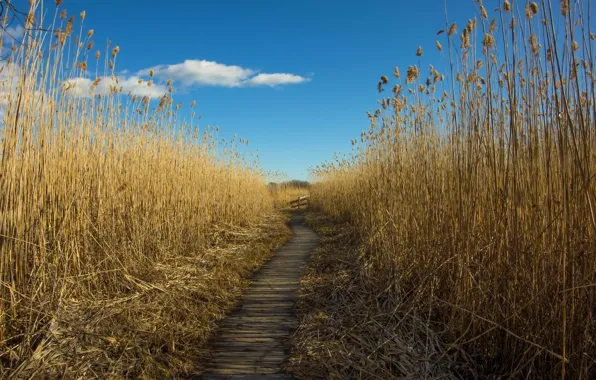 Road, the sky, reed