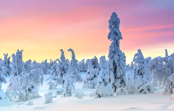 Winter, frost, forest, snow, trees, sunset, nature, dawn