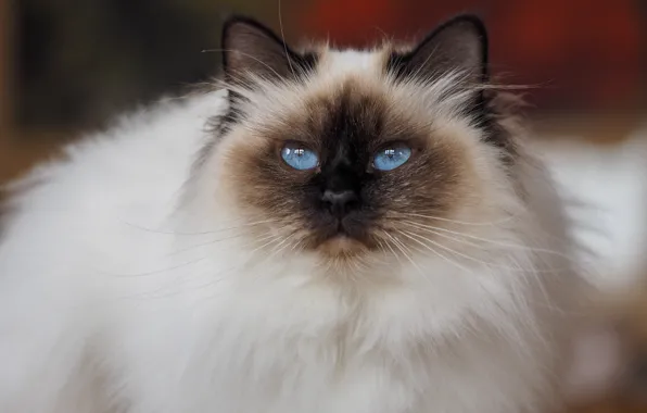 Cat, cat, look, face, background, portrait, blue eyes, looking up