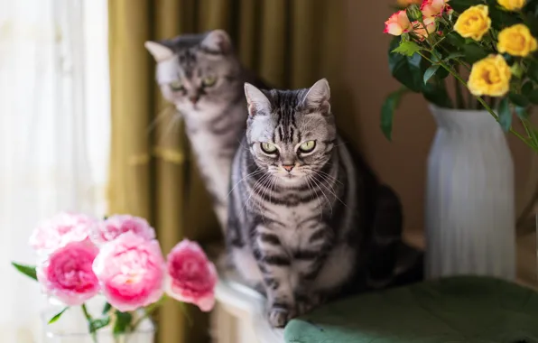 Cat, cat, look, flowers, roses, bouquet, yellow, window