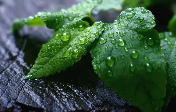 Picture drops, macro, foliage