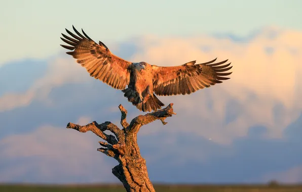 Field, light, mountains, branches, tree, bird, eagle, feathers