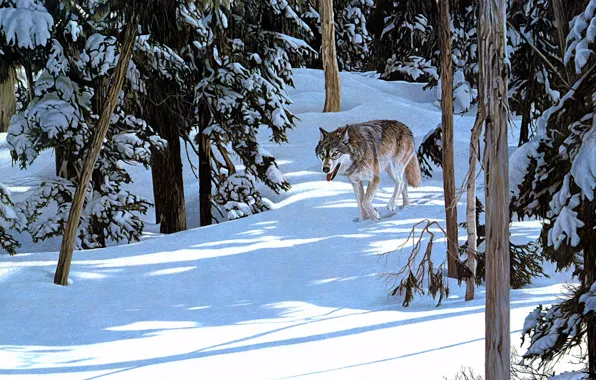 Winter, forest, wolf, sneaks, Ron S. Parker