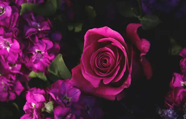 Picture flowers, rose, petals