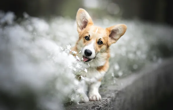 Dog, flowerbed, Corgi