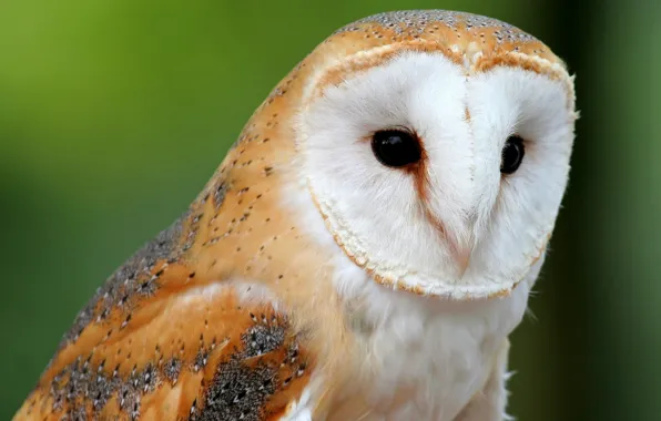 Picture animals, owl, Wallpaper, the barn owl