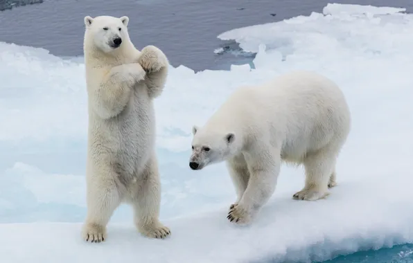 Winter, look, face, snow, nature, pose, ice, bears