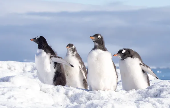 Winter, the sky, light, snow, birds, nature, penguins, the snow