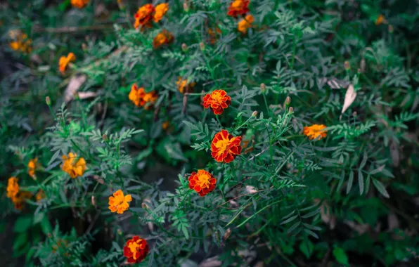 Macro, flowers, marigolds, these