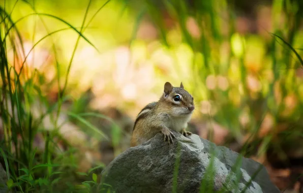 Picture grass, nature, stones, Chipmunk, bokeh