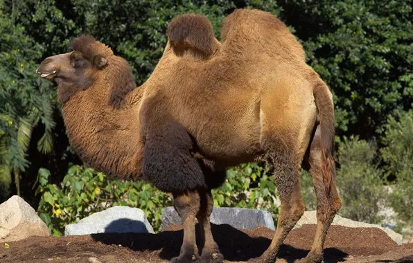 Nature, camel, humps