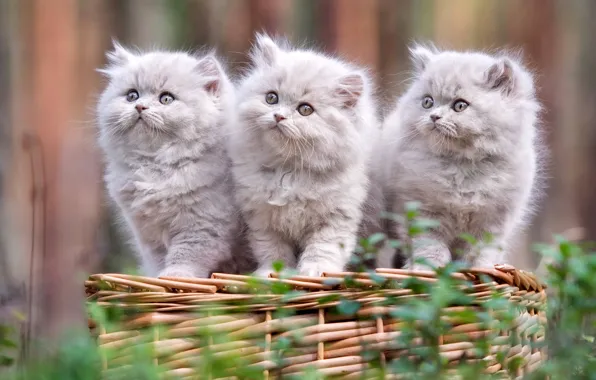 Grass, cats, kitty, the fence, garden, kittens, fluffy, grey