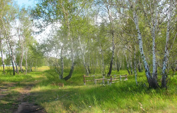 Picture forest, summer, nature, birch, Kazakhstan, reserve, all aregba, forestry