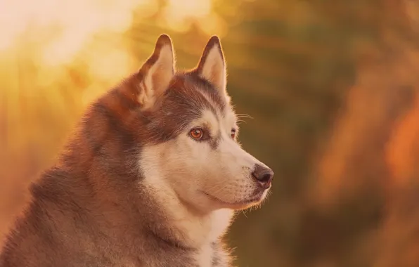 Face, portrait, dog, profile, bokeh, Malamute