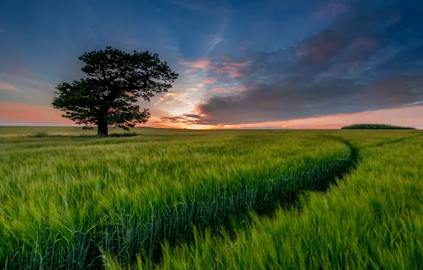 Field, the sky, clouds, trees, the evening