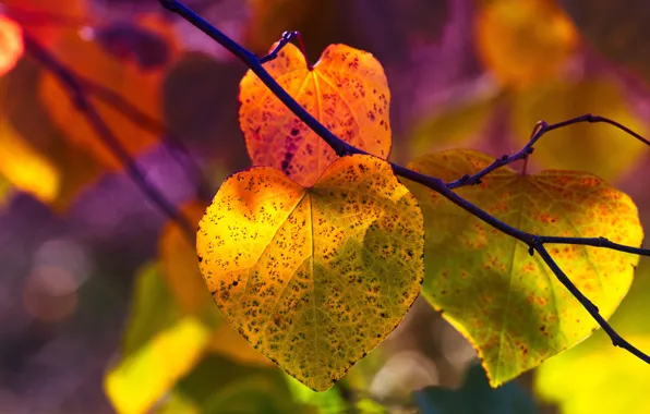 Autumn, leaves, light, bright, branch, the colors of autumn, bokeh, autumn leaves