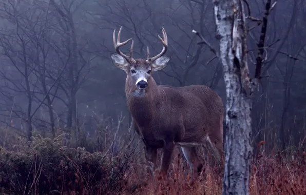 Forest, grass, trees, nature, deer, horns, Canada, bokeh