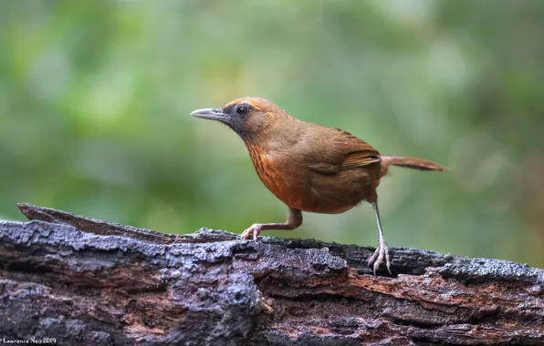 Picture bird, snag, orange breast