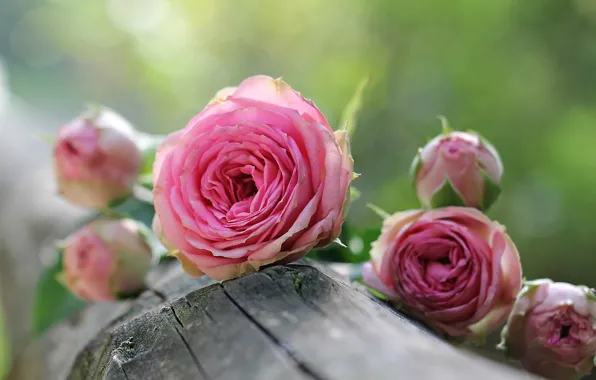 Log, pink roses, blur bokeh