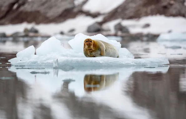 Seal, floe, Svalbard, bearded seal, sea hare