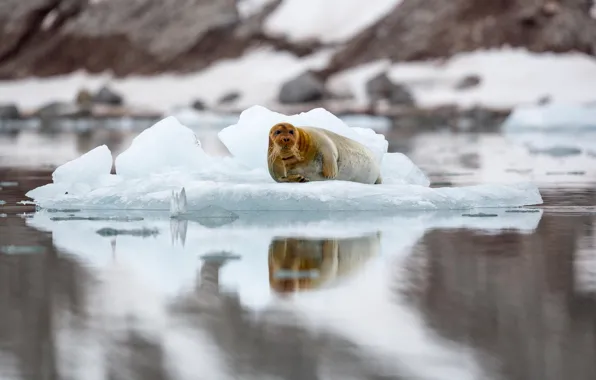 Picture seal, floe, Svalbard, bearded seal, sea hare