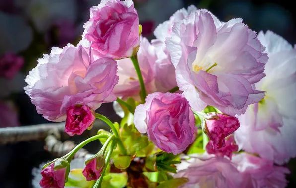 Macro, light, flowers, branch, spring, Sakura, pink, buds