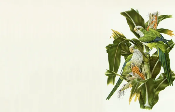 Bird, minimalism, East, corn, master, art, parrot, painting
