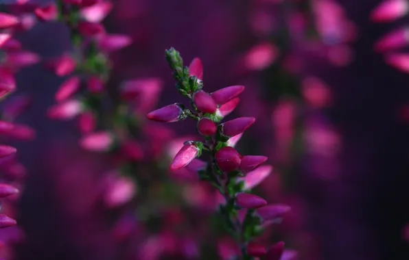 Flower, blur, buds, flowering, raspberry