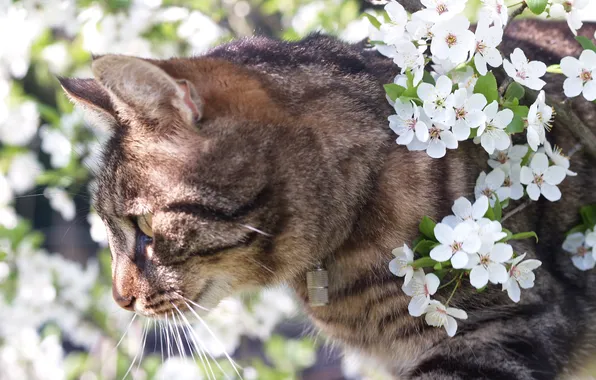 Picture Kote, cherry blossoms, Kitty