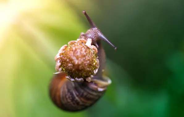 Picture BACKGROUND, GREEN, FLOWER, SNAIL