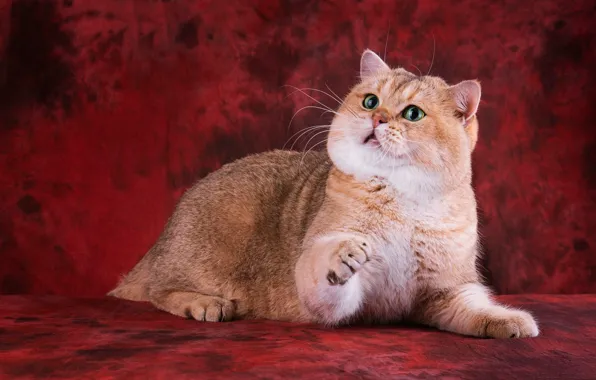 Picture cat, cat, look, face, pose, paws, lies, red background