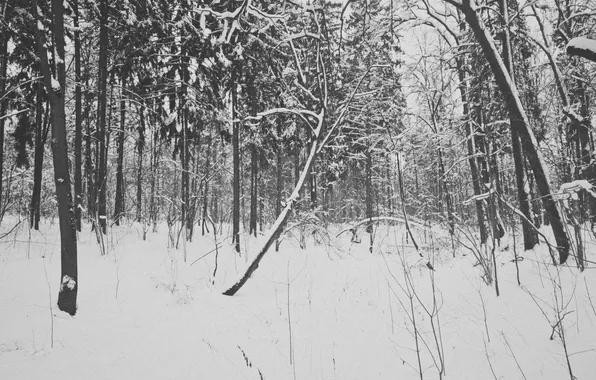 Picture winter, forest, snow, trees, Russia, monochrome, monochrome, black and white