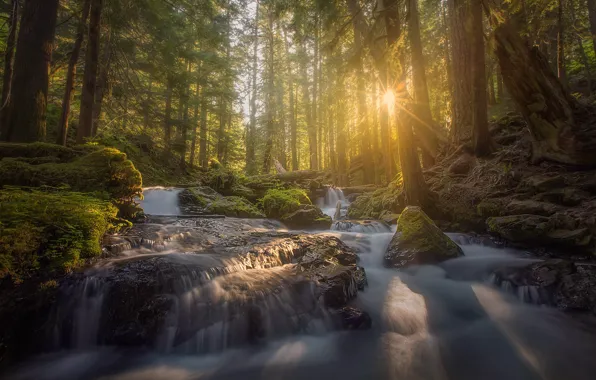 Picture forest, light, river, morning