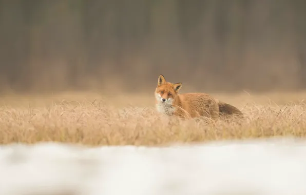 Picture field, nature, background, Fox, red, Fox