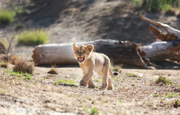 Predator, small, baby, mouth, cub, wild cat, lion