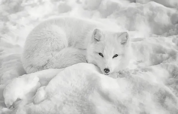 Winter, look, snow, the snow, white background, lies, monochrome, Fox